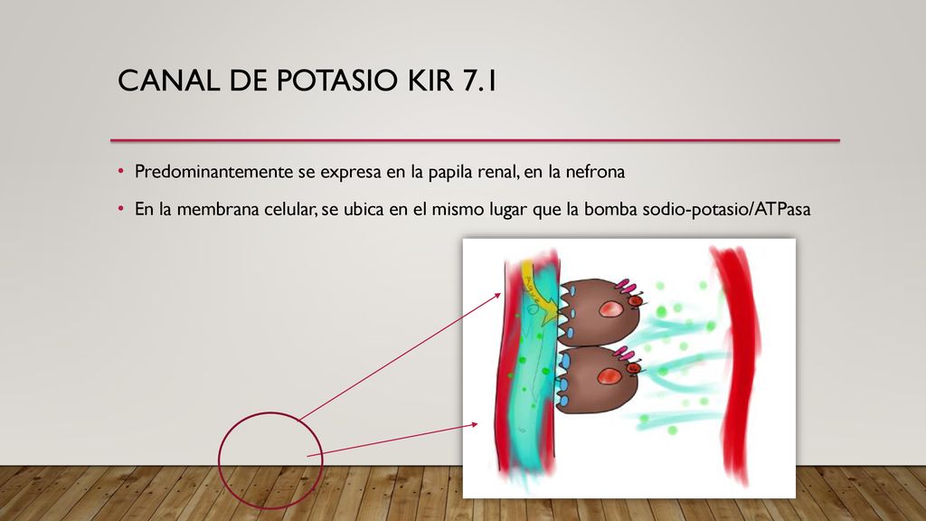 Canal de potasio Kir 7.1 Predominantemente se expresa en la papila renal, en la nefrona.