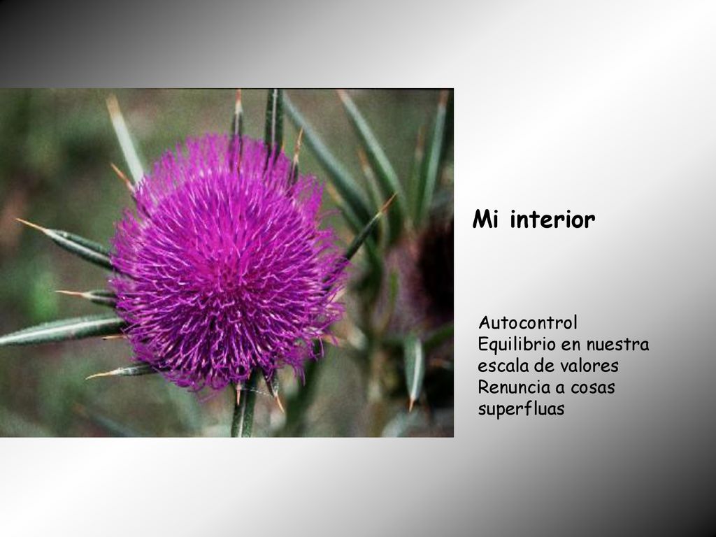 Mi interior Autocontrol Equilibrio en nuestra escala de valores