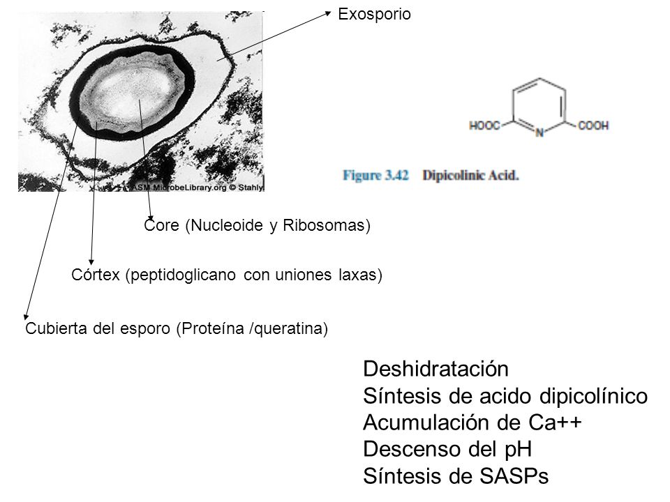 Síntesis de acido dipicolínico Acumulación de Ca++ Descenso del pH