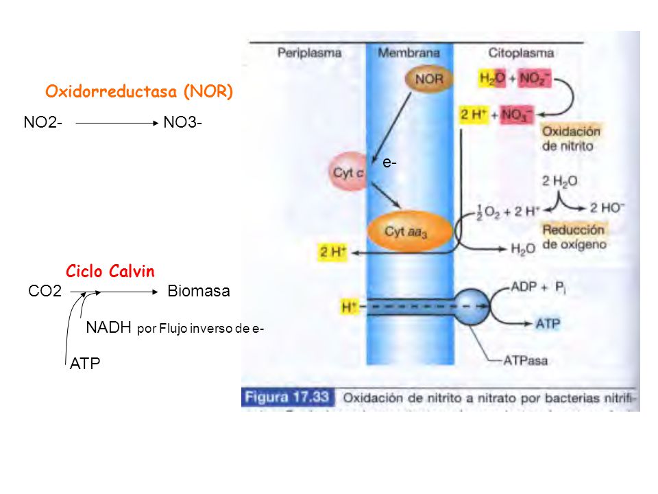 e- NO2- NO3- Oxidorreductasa (NOR) Ciclo Calvin. CO2 Biomasa.
