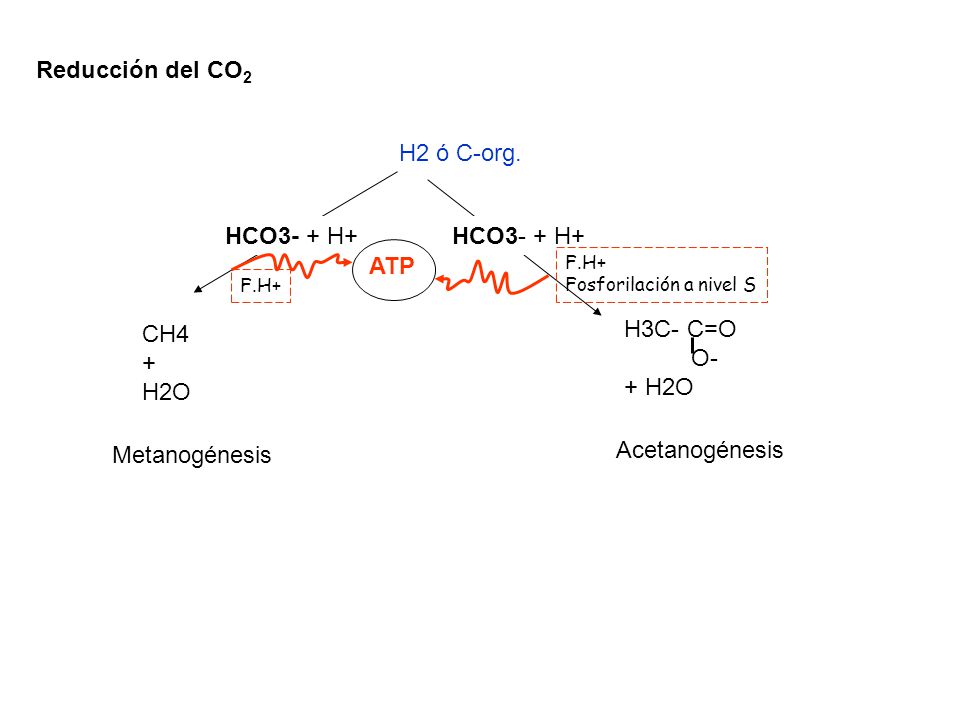 Reducción del CO2 H2 ó C-org. HCO3- + H+ ATP H3C- C=O CH4 O- + + H2O