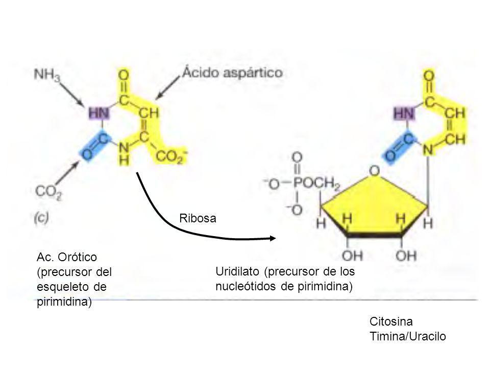 Ribosa Ac. Orótico (precursor del esqueleto de pirimidina) Uridilato (precursor de los nucleótidos de pirimidina)