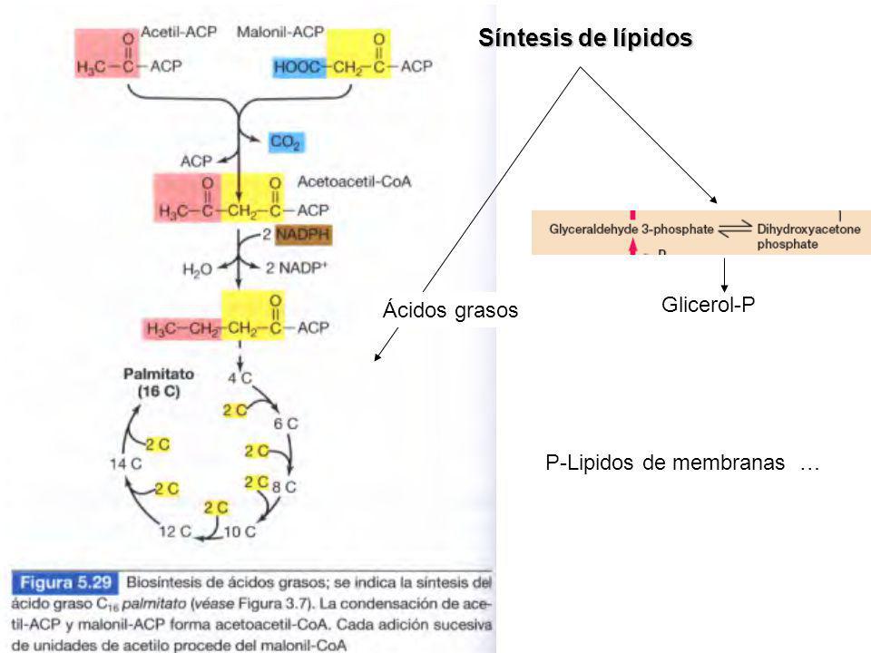 Síntesis de lípidos Ácidos grasos Glicerol-P P-Lipidos de membranas …