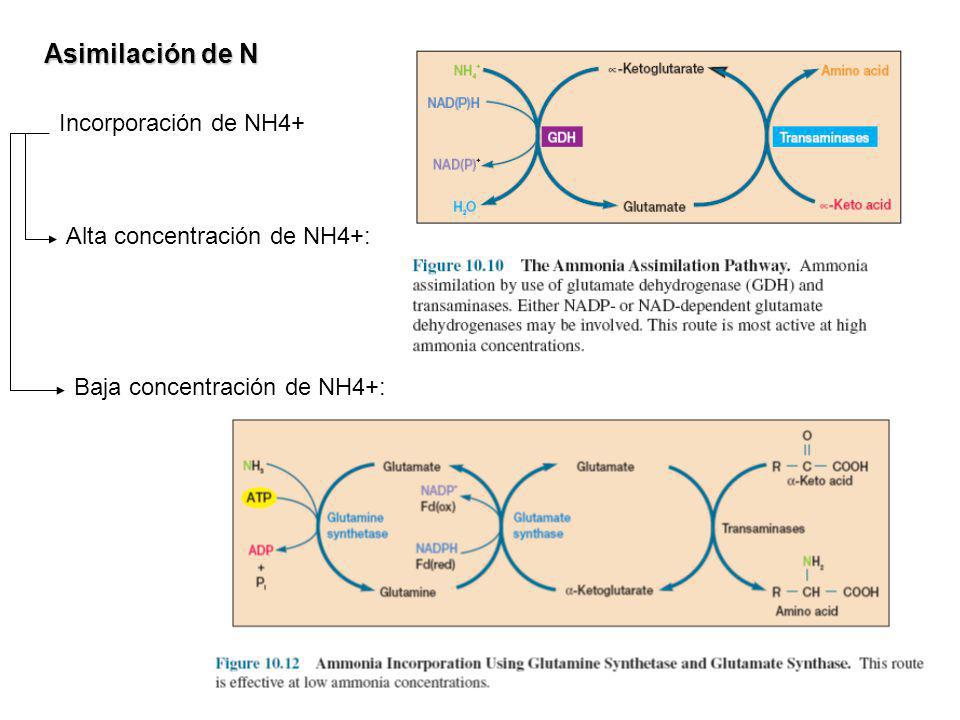 Asimilación de N Incorporación de NH4+ Alta concentración de NH4+: