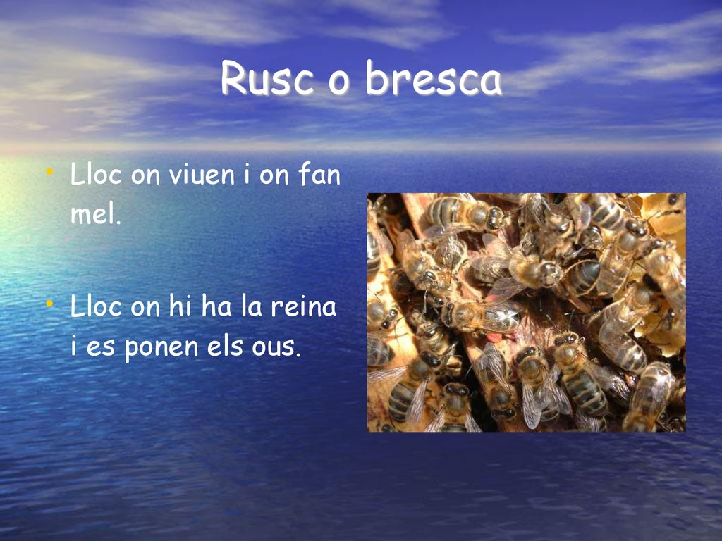 Rusc o bresca Lloc on viuen i on fan mel.
