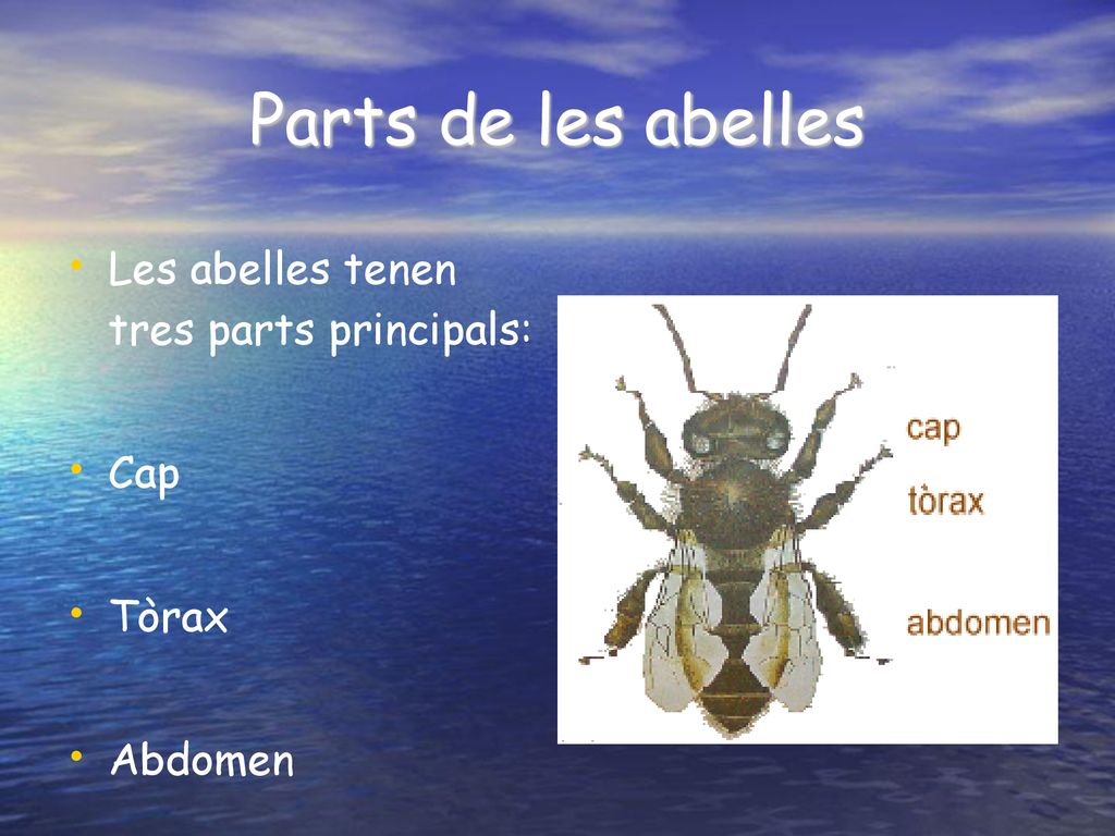 Parts de les abelles Les abelles tenen tres parts principals: Cap