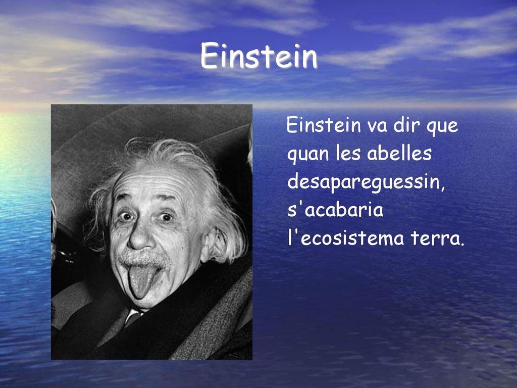 Einstein Einstein va dir que quan les abelles desapareguessin, s acabaria l ecosistema terra.