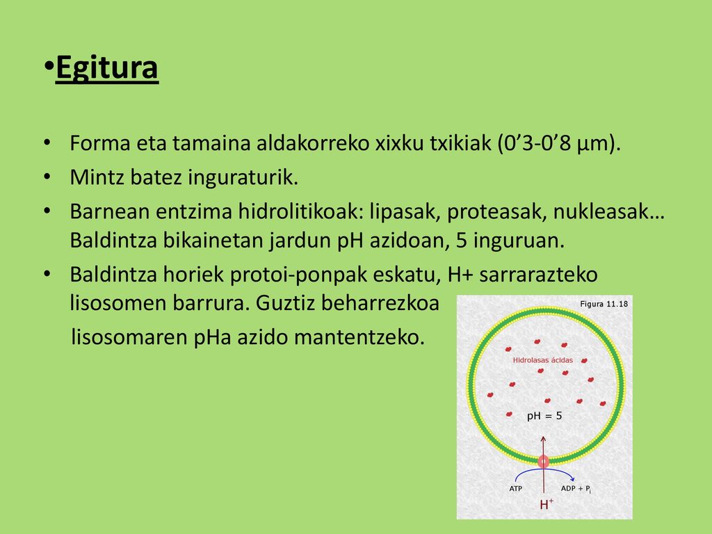 Egitura Forma eta tamaina aldakorreko xixku txikiak (0’3-0’8 µm).