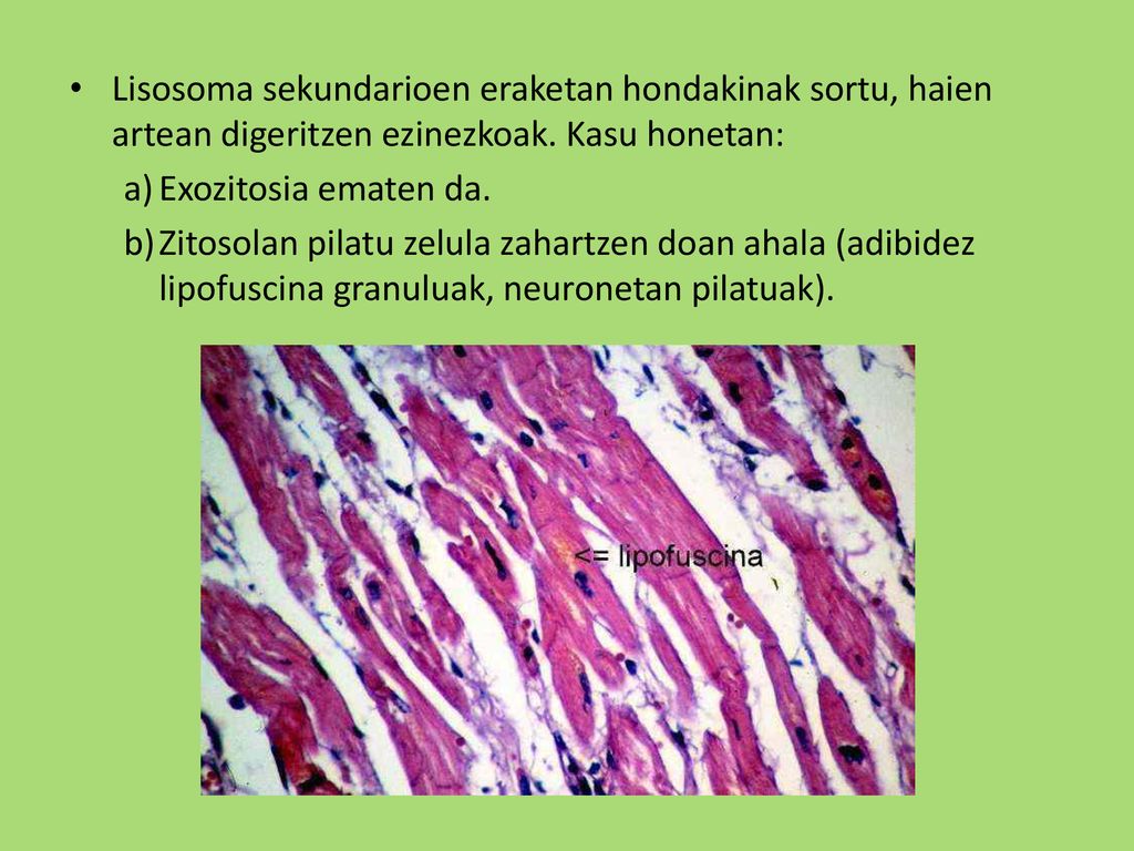 Lisosoma sekundarioen eraketan hondakinak sortu, haien artean digeritzen ezinezkoak. Kasu honetan: