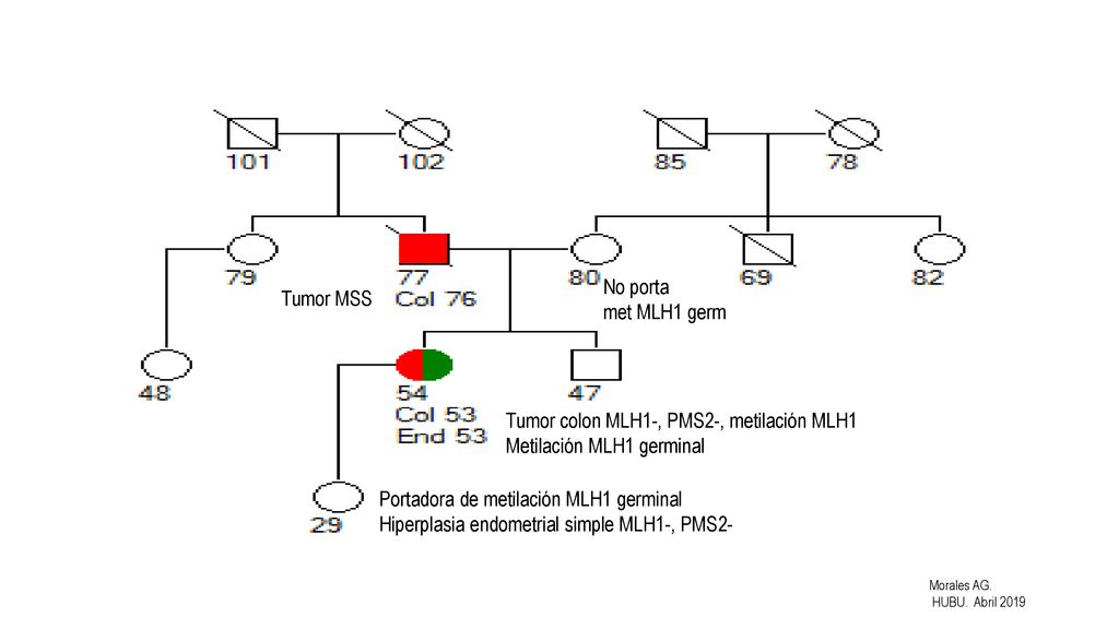 Tumor colon MLH1-, PMS2-, metilación MLH1 Metilación MLH1 germinal