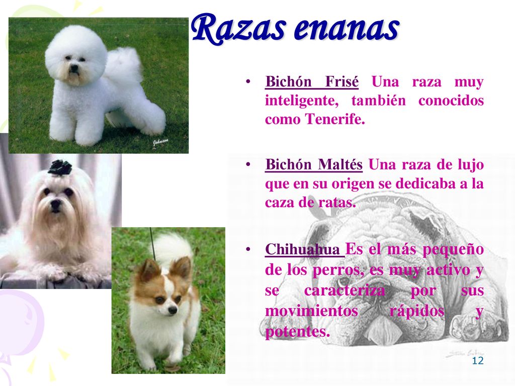 Razas enanas Bichón Frisé Una raza muy inteligente, también conocidos como Tenerife.