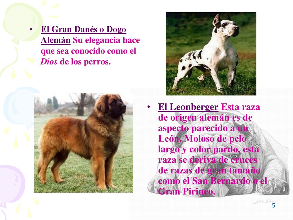 El Gran Danés o Dogo Alemán Su elegancia hace que sea conocido como el Dios de los perros.