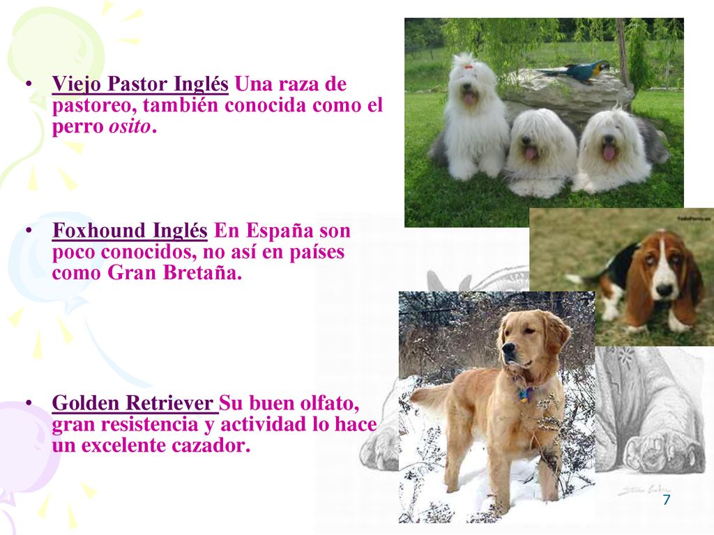Viejo Pastor Inglés Una raza de pastoreo, también conocida como el perro osito.