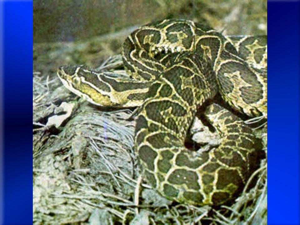 Reptiles: ya no pueden concentrar orina, sin asa de henle