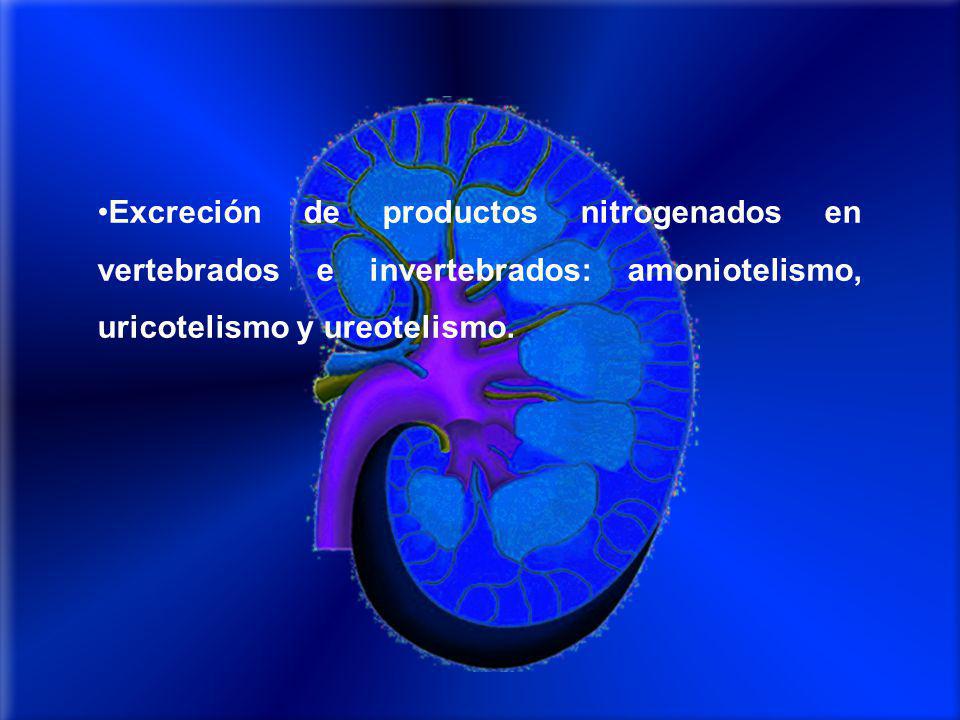 Excreción de productos nitrogenados en vertebrados e invertebrados: amoniotelismo, uricotelismo y ureotelismo.