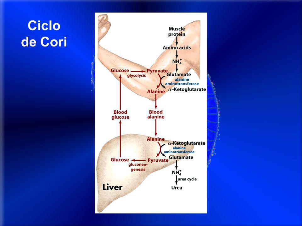 Ciclo de Cori Ciclo de cori: Musc elimina N x transaminacion a alanina xq corresponde a piruvato (q viene de glucosa consumida durante contraccion)