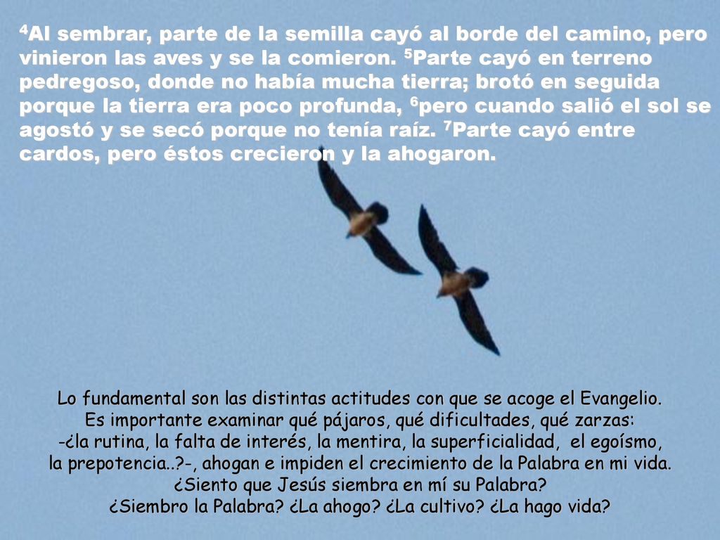 4Al sembrar, parte de la semilla cayó al borde del camino, pero vinieron las aves y se la comieron. 5Parte cayó en terreno pedregoso, donde no había mucha tierra; brotó en seguida porque la tierra era poco profunda, 6pero cuando salió el sol se agostó y se secó porque no tenía raíz. 7Parte cayó entre cardos, pero éstos crecieron y la ahogaron.