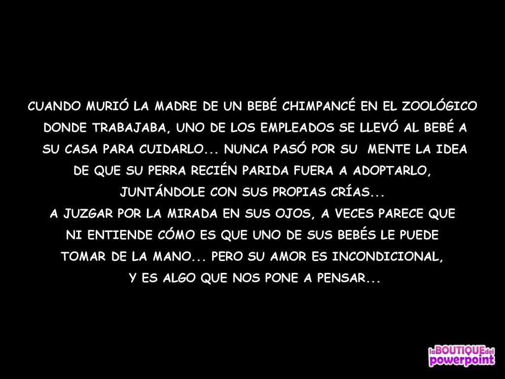 CUANDO MURIÓ LA MADRE DE UN BEBÉ CHIMPANCÉ EN EL ZOOLÓGICO