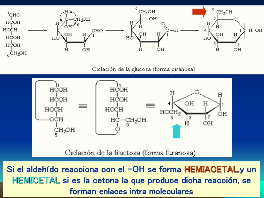 Si el aldehído reacciona con el -OH se forma HEMIACETAL,y un HEMICETAL si es la cetona la que produce dicha reacción, se forman enlaces intra moleculares