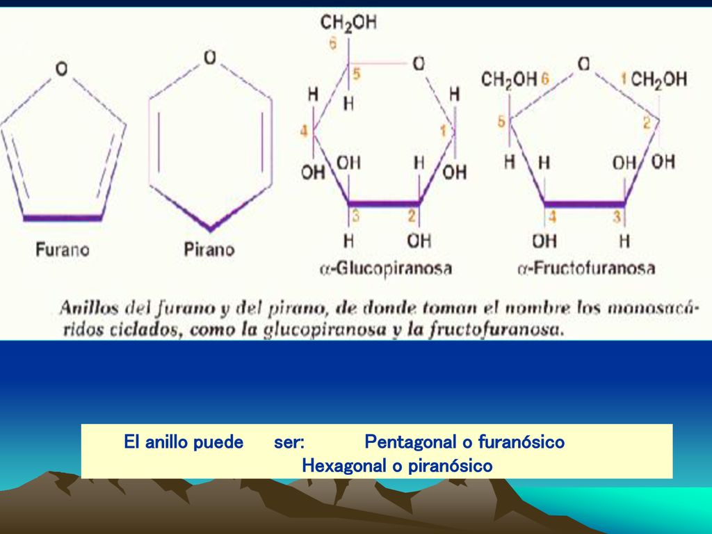 El anillo puede ser: Pentagonal o furanósico Hexagonal o piranósico