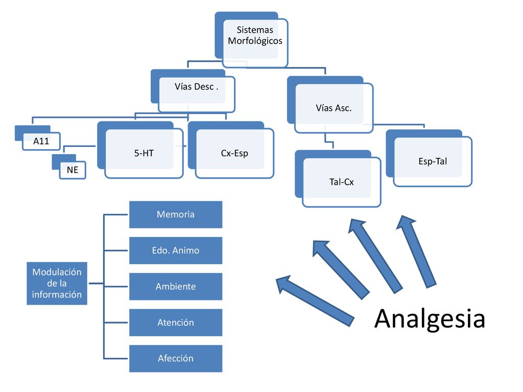 Analgesia Sistemas Morfológicos Vías Desc . A11 NE 5-HT Cx-Esp