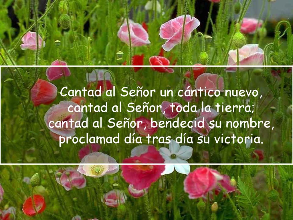 Cantad al Señor un cántico nuevo, cantad al Señor, toda la tierra;