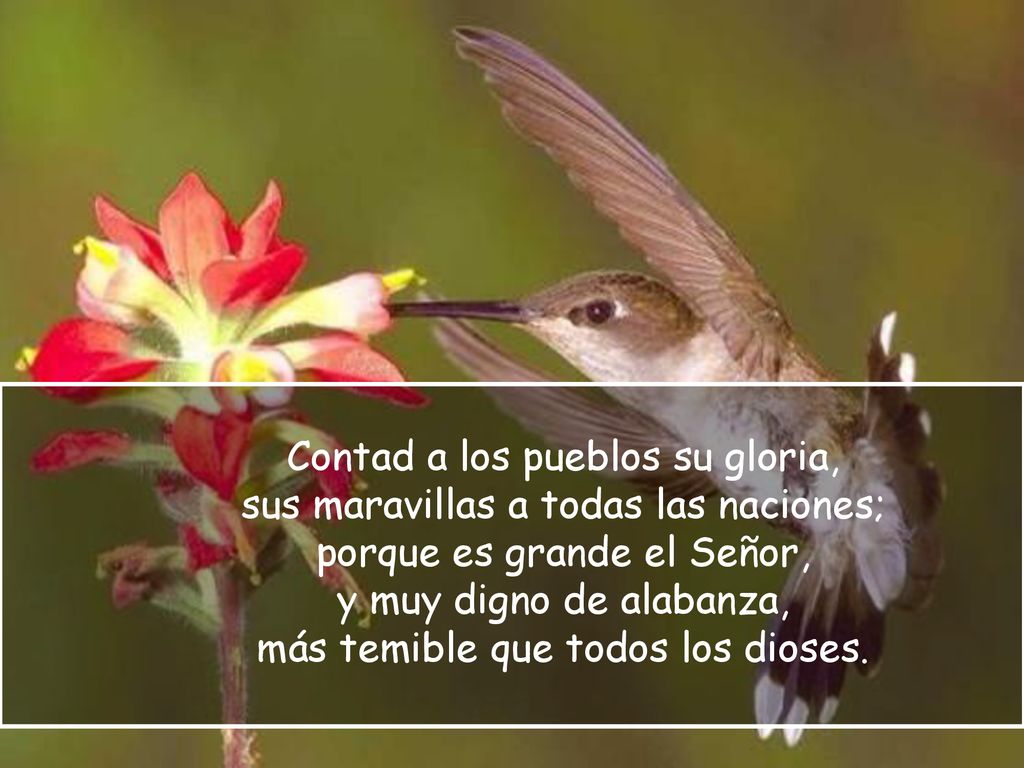 sus maravillas a todas las naciones; porque es grande el Señor,