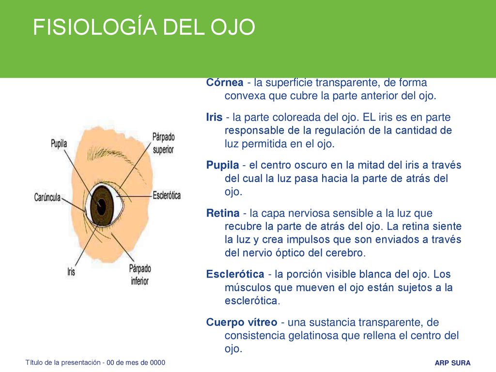 FISIOLOGÍA DEL OJO Córnea - la superficie transparente, de forma convexa que cubre la parte anterior del ojo.
