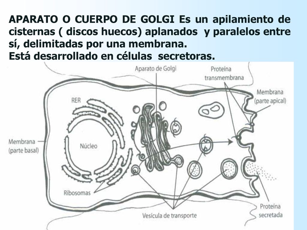 APARATO O CUERPO DE GOLGI Es un apilamiento de cisternas ( discos huecos) aplanados y paralelos entre sí, delimitadas por una membrana.