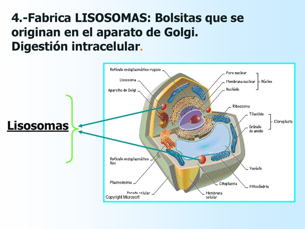 4.-Fabrica LISOSOMAS: Bolsitas que se originan en el aparato de Golgi.