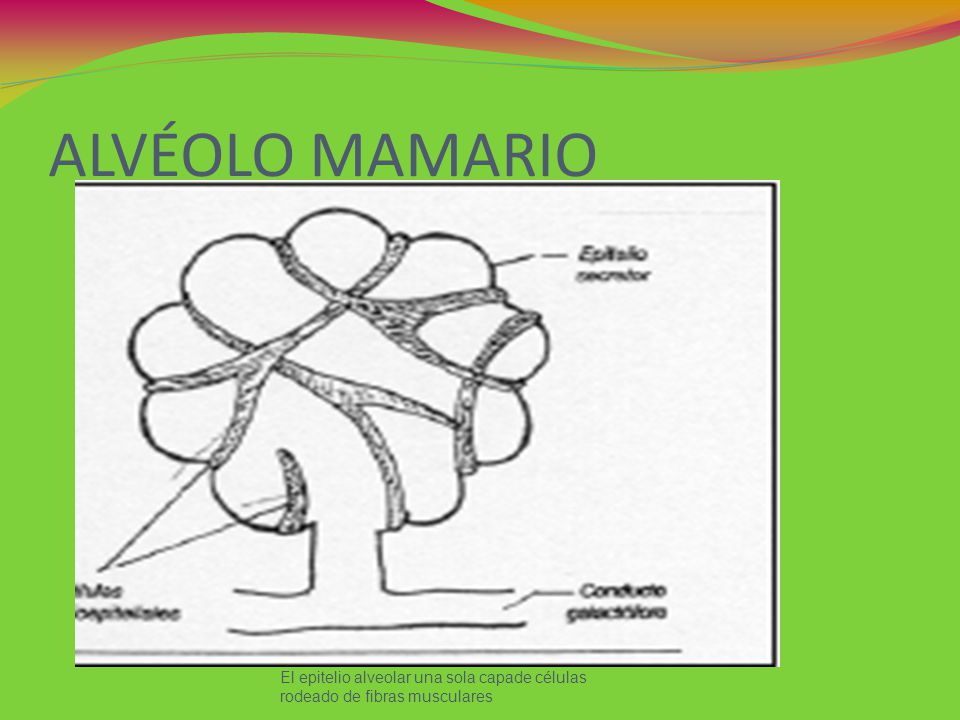 ALVÉOLO MAMARIO El epitelio alveolar una sola capade células rodeado de fibras musculares