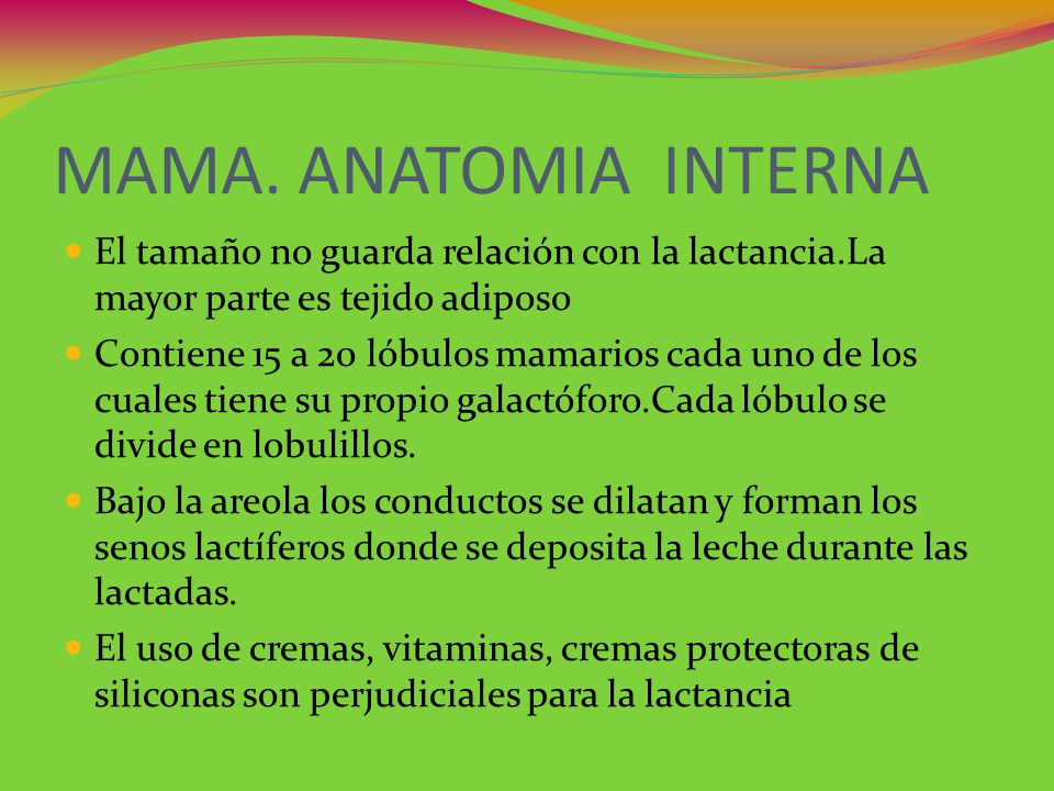 MAMA. ANATOMIA INTERNA El tamaño no guarda relación con la lactancia.La mayor parte es tejido adiposo.