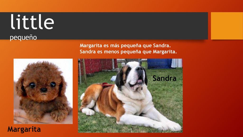 little pequeño Sandra Margarita Margarita es más pequeña que Sandra.