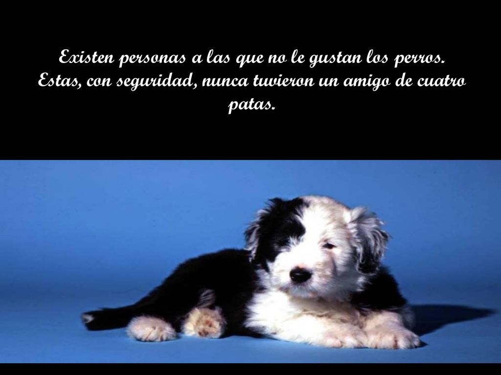 Existen personas a las que no le gustan los perros