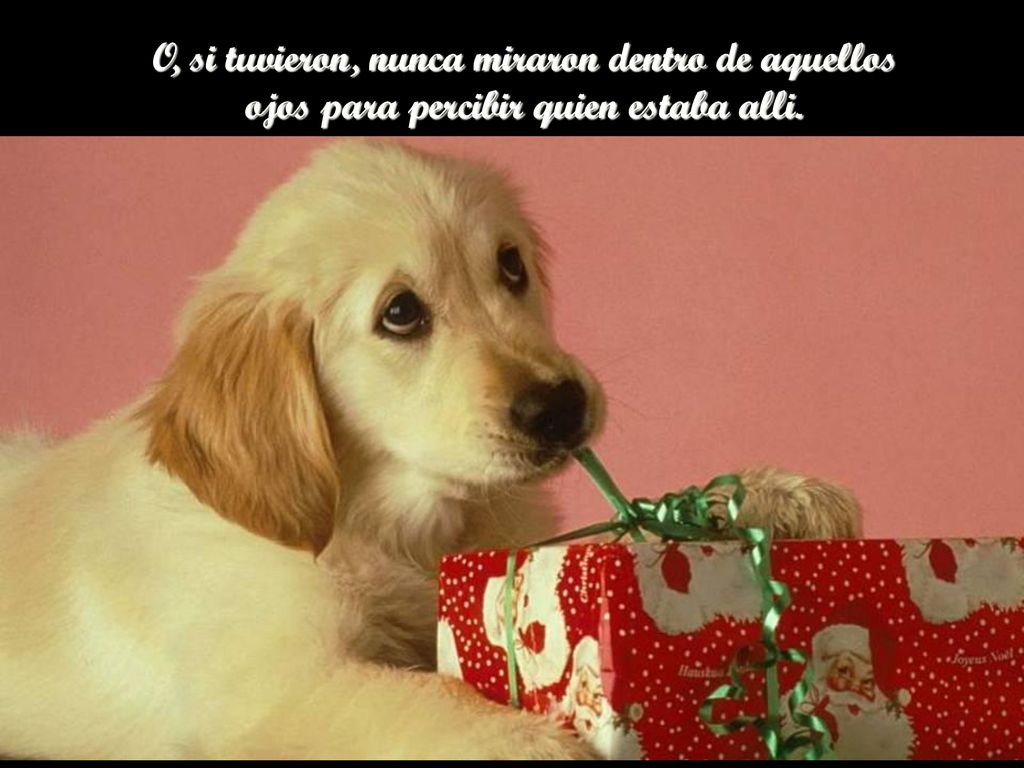 O, si tuvieron, nunca miraron dentro de aquellos ojos para percibir quien estaba alli.