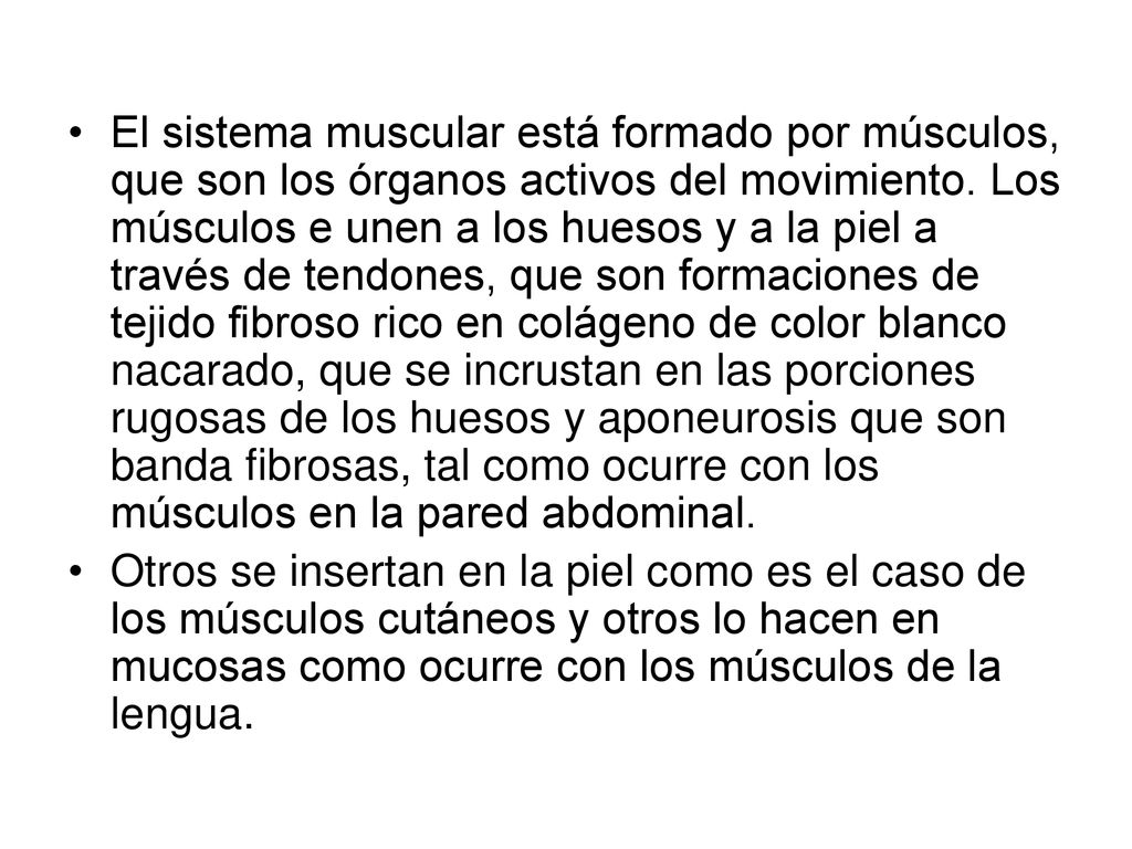 El sistema muscular está formado por músculos, que son los órganos activos del movimiento. Los músculos e unen a los huesos y a la piel a través de tendones, que son formaciones de tejido fibroso rico en colágeno de color blanco nacarado, que se incrustan en las porciones rugosas de los huesos y aponeurosis que son banda fibrosas, tal como ocurre con los músculos en la pared abdominal.