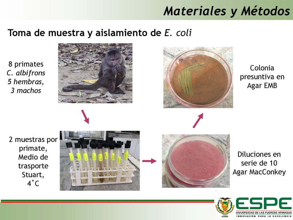 Materiales y Métodos Toma de muestra y aislamiento de E. coli
