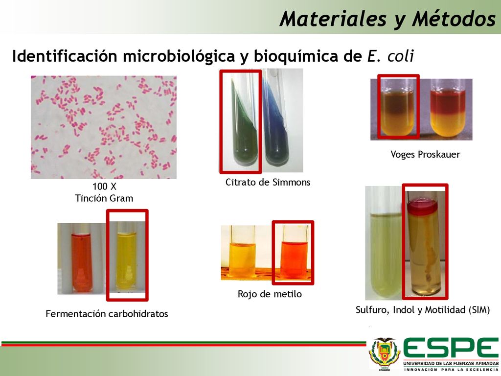Materiales y Métodos Identificación microbiológica y bioquímica de E. coli. Voges Proskauer. Citrato de Simmons.