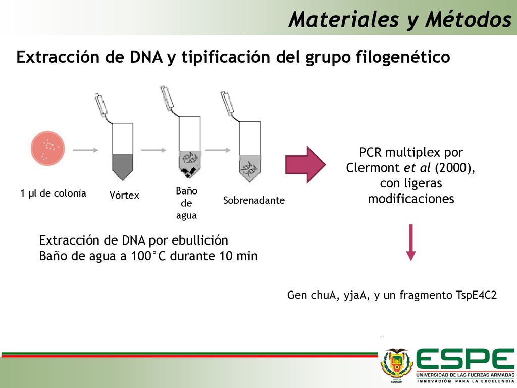 PCR multiplex por Clermont et al (2000), con ligeras modificaciones