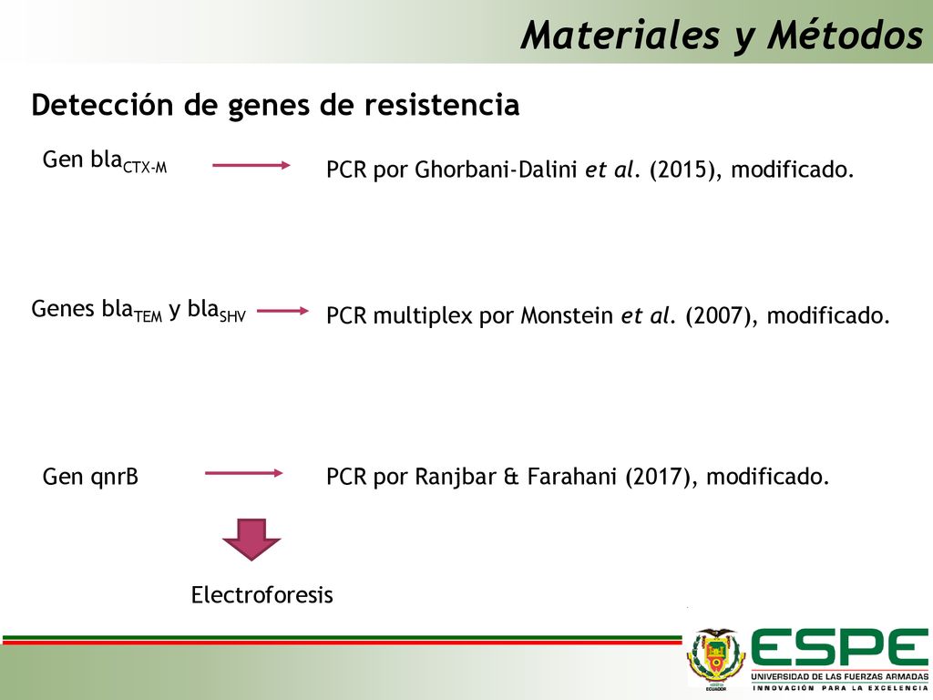 Materiales y Métodos Detección de genes de resistencia Gen blaCTX-M