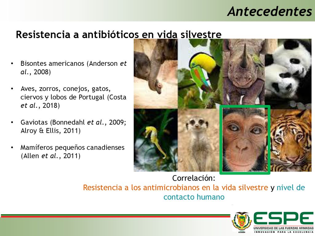 Antecedentes Resistencia a antibióticos en vida silvestre Correlación: