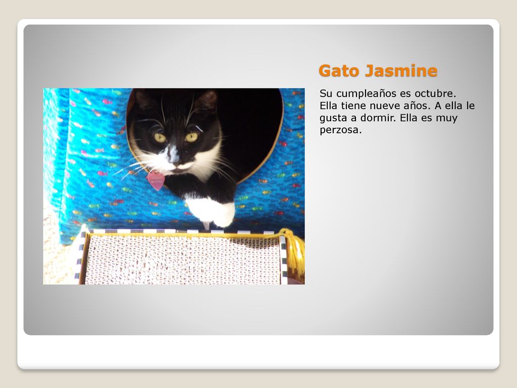 Gato Jasmine Su cumpleaños es octubre. Ella tiene nueve años.