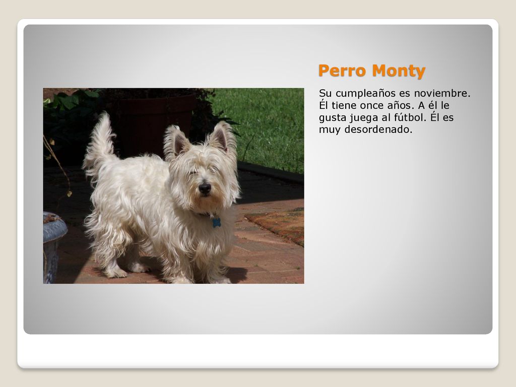 Perro Monty Su cumpleaños es noviembre. Él tiene once años.