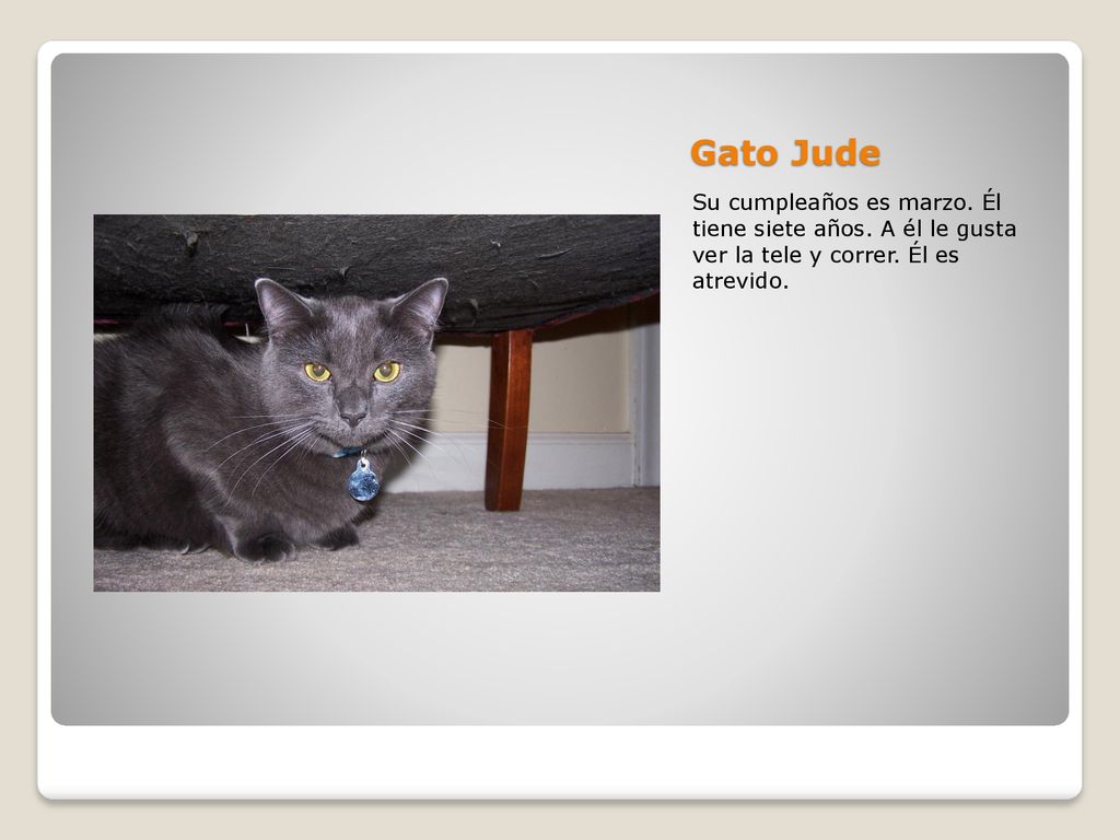 Gato Jude Su cumpleaños es marzo. Él tiene siete años.