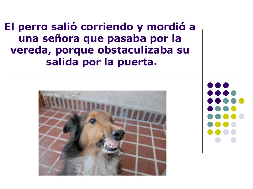 El perro salió corriendo y mordió a una señora que pasaba por la