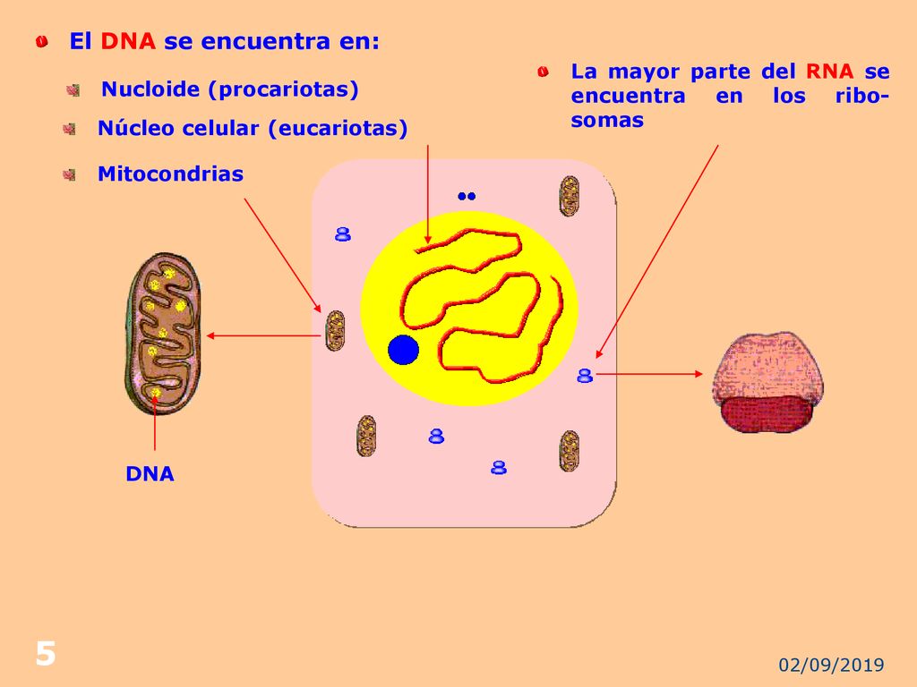 El DNA se encuentra en: La mayor parte del RNA se encuentra en los ribo- somas. Nucloide (procariotas)