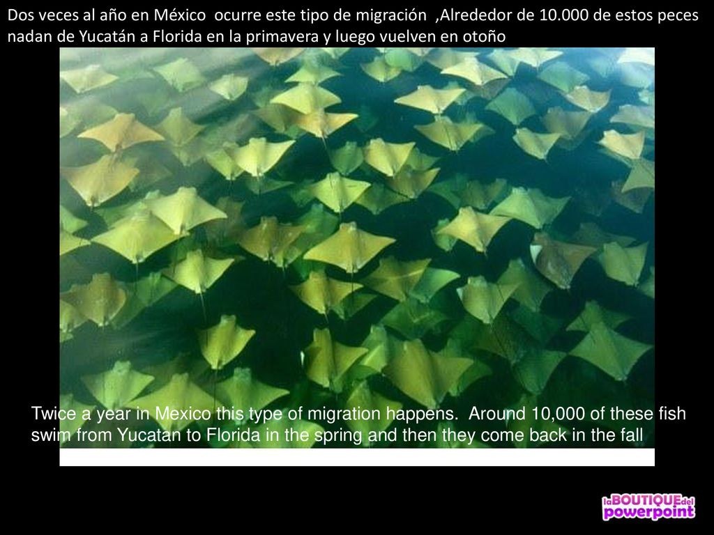 Dos veces al año en México ocurre este tipo de migración ,Alrededor de de estos peces nadan de Yucatán a Florida en la primavera y luego vuelven en otoño