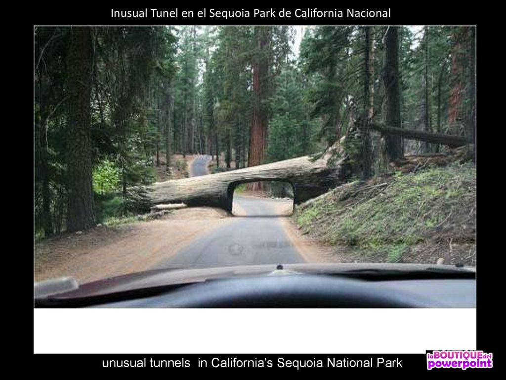 Inusual Tunel en el Sequoia Park de California Nacional