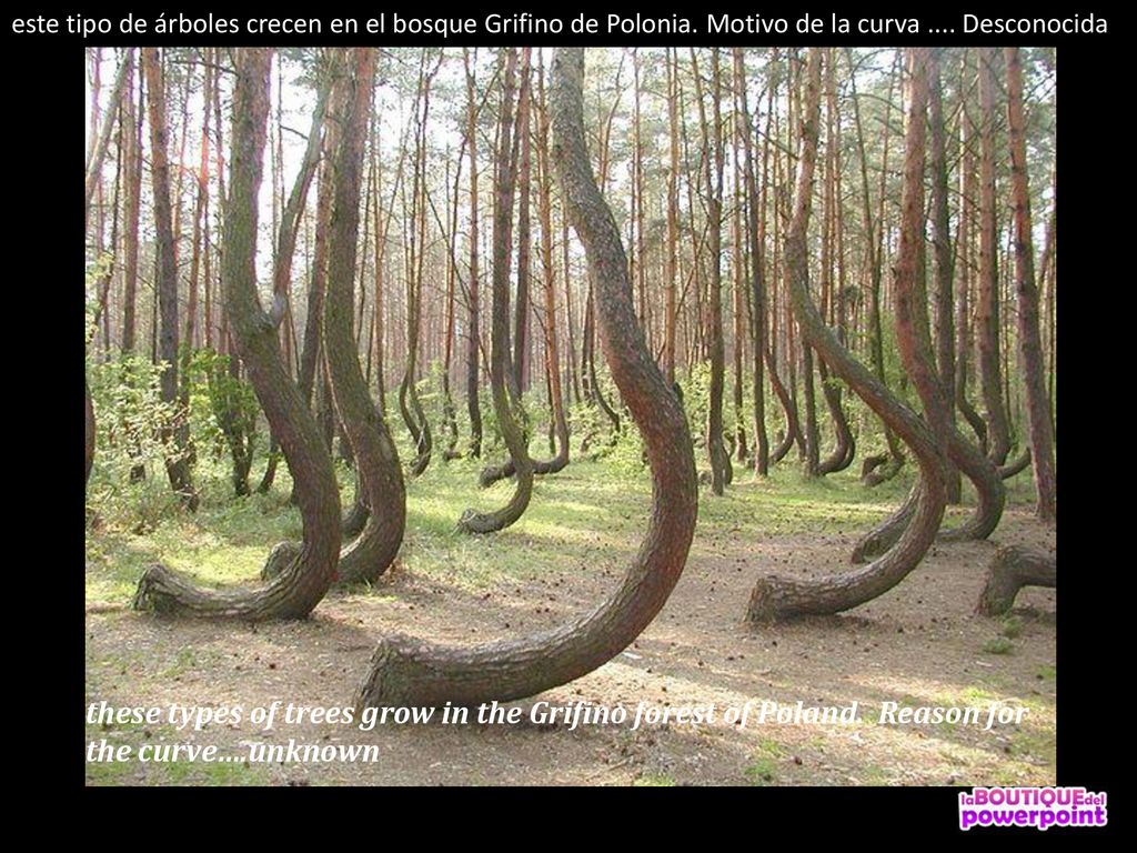este tipo de árboles crecen en el bosque Grifino de Polonia