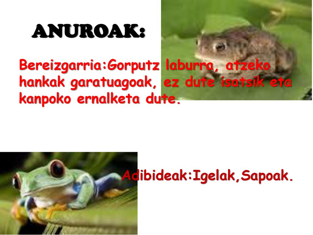 ANUROAK: Bereizgarria:Gorputz laburra, atzeko hankak garatuagoak, ez dute isatsik eta kanpoko ernalketa dute.